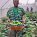 Soilless Agriculture Gains Ground as Sustainable Solution to Food Insecurity