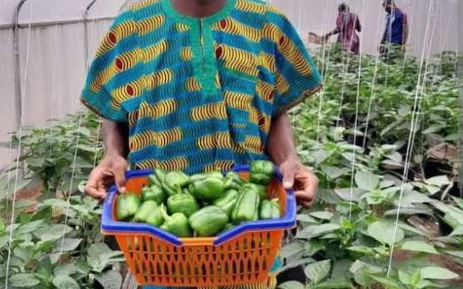 Soilless Agriculture Gains Ground as Sustainable Solution to Food Insecurity