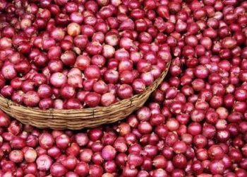 Unlocking the Potential of Onion Production in Sokoto State: Strengthening Market Value Chains and Economic Value Addition