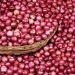 Unlocking the Potential of Onion Production in Sokoto State: Strengthening Market Value Chains and Economic Value Addition