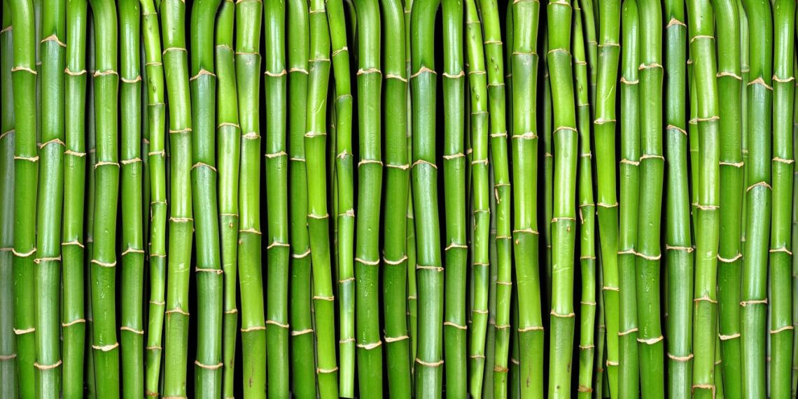 Bamboo Trees: FG Tasks Institute on Its Innovative Use For Smart Housing/Climate Change