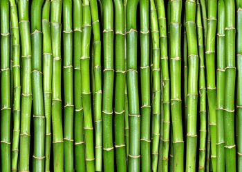 Bamboo Trees: FG Tasks Institute on Its Innovative Use For Smart Housing/Climate Change