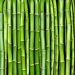 Bamboo Trees: FG Tasks Institute on Its Innovative Use For Smart Housing/Climate Change