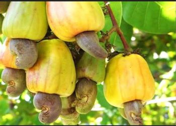 Kogi State to Host Cashew Investment Forum as RMRDC, NEPC Push for Value Addition