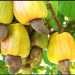 Kogi State to Host Cashew Investment Forum as RMRDC, NEPC Push for Value Addition