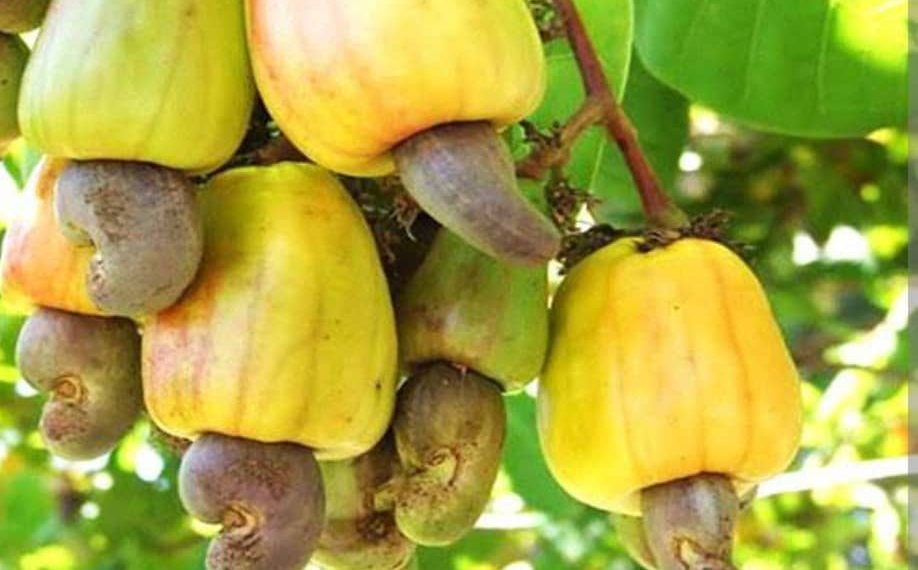 Kogi State to Host Cashew Investment Forum as RMRDC, NEPC Push for Value Addition