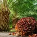 Expert Advocates Palm Oil Value Chain Boost in Nigeria.
