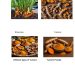 Unlocking Nigeria’s Golden Opportunity: Harnessing the Economic Value of Turmeric through Local Processing