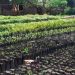 Borno State: Unlocking Export Potential Under AfCFTA, Harnessing Location, Local Resources, and RMRDC’s Strategic Drive