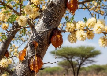 Jigawa’s Golden Sap: Harnessing the Value of Gum Arabic for Nigeria’s Economy