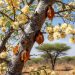 Jigawa’s Golden Sap: Harnessing the Value of Gum Arabic for Nigeria’s Economy