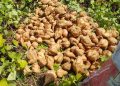 Bauchi’s Golden Root: Transforming Sweet Potatoes into an Economic Powerhouse