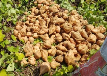Bauchi’s Golden Root: Transforming Sweet Potatoes into an Economic Powerhouse