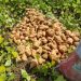 Bauchi’s Golden Root: Transforming Sweet Potatoes into an Economic Powerhouse