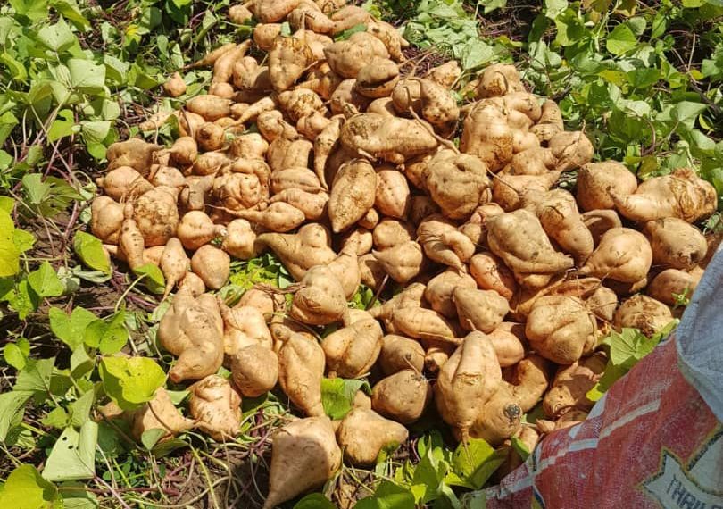 Bauchi’s Golden Root: Transforming Sweet Potatoes into an Economic Powerhouse