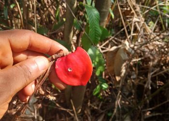 Edo State, UNIBEN, RMRDC Conduct Statewide Survey on Sweet Prayer Plant