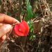 Edo State, UNIBEN, RMRDC Conduct Statewide Survey on Sweet Prayer Plant