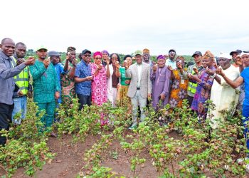 RMRDC Joins National Cotton Harvest, Signals Readiness for Industry Scale-Up