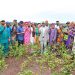 RMRDC Joins National Cotton Harvest, Signals Readiness for Industry Scale-Up