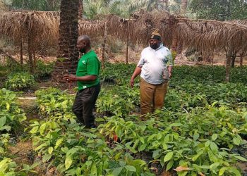 RMRDC Backs Cocoa–Oil Palm Intercropping in Taraba as Model for Sustainable Agro-Industrial Growth